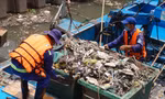 Hai cơn mưa ở TPHCM làm chết gần 14 tấn cá trên kênh