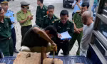 Bắt quả tang hai ô tô vận chuyển gỗ lậu về thành phố 