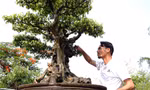 Ngắm nhìn cây sanh cổ trăm tuổi ở Thường Tín