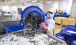 'Bơm' 100.000 tỷ đồng cho doanh nghiệp nông, lâm, thủy sản 