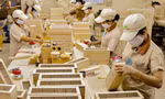 Việt Nam thu hàng tỷ USD xuất khẩu gỗ trong 2 tháng