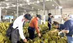 Sầu riêng Việt Nam sẽ đi đâu về đâu? 