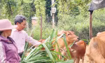 Đắk Nông nỗ lực giảm nghèo bền vững cho đồng bào dân tộc thiểu số