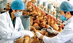 THẾ GIỚI 24H: Đức phát hiện ổ dịch cúm gia cầm H5N1