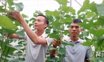  Phát huy vai trò Hợp tác xã trong xoá đói giảm nghèo ở Hà Giang