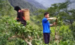 Chàng trai 24 tuổi khởi nghiệp với chè shan tuyết cổ thụ, giúp dân bản thoát nghèo