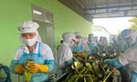 Sản xuất nha đam sáng cửa, doanh nghiệp chi mạnh tiền chia cổ tức