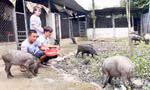 Mô hình nuôi lợn rừng của anh Khanh được nhiều đoàn viên thanh niên tham quan, học hỏi