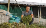 Chàng trai từ bỏ lương kỹ sư điện ở thành phố, về quê nuôi gà thảo dược