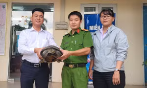 Phát hiện rùa răng quý hiếm dưới rạch ở TPHCM 