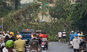 Cây si bất ngờ đổ ngang đường, giao thông TPHCM tê liệt