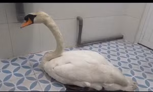 Đột nhập Thảo Cầm Viên Sài Gòn trộm thiên nga