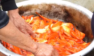 Bên trong 'thủ phủ' cá chép đỏ miền Bắc trước ngày ông Công, ông Táo