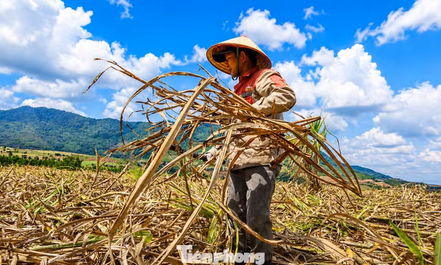 Vựa mía lớn nhất nước lao đao 