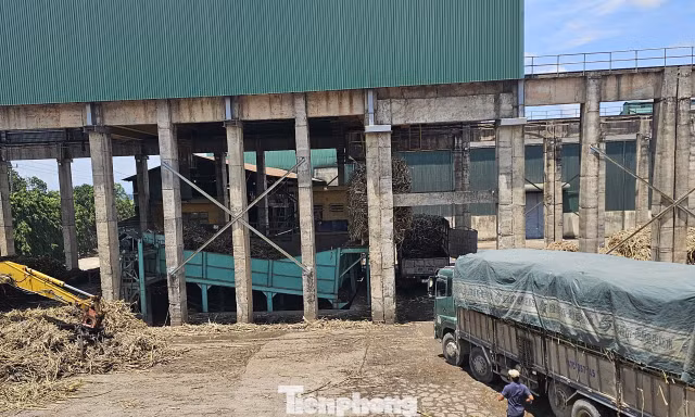 Công ty Cổ phần Mía đường 333 bị phạt 1,5 tỷ đồng