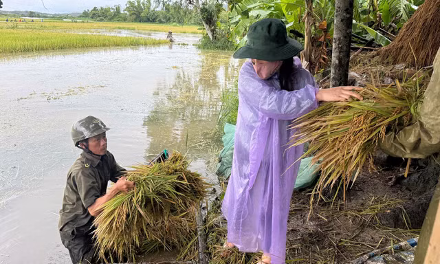 Mưa lớn kéo dài ở Đắk Lắk, sơ tán nhiều hộ dân, lúa ngập nặng