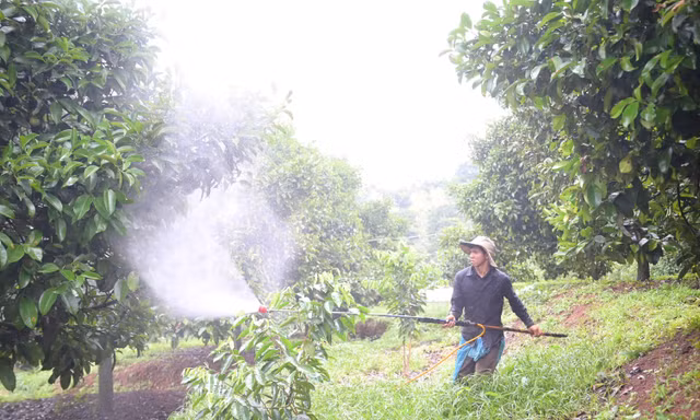 Rác thuốc bảo vệ thực vật gom xong... để đó