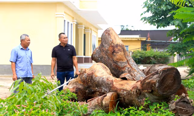 Vụ hàng cây xà cừ bị cưa hạ bất thường: Chủ tịch tỉnh Gia Lai chỉ đạo xử lý cá nhân liên quan 