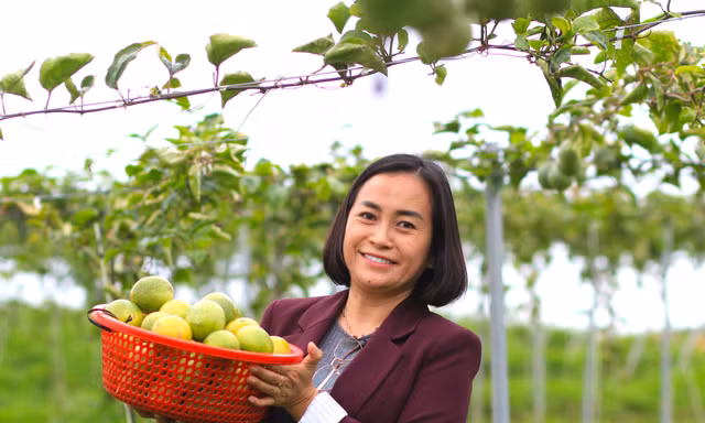 Hồi sinh vùng đất đỏ bằng giống chanh leo sạch ngọt thơm 