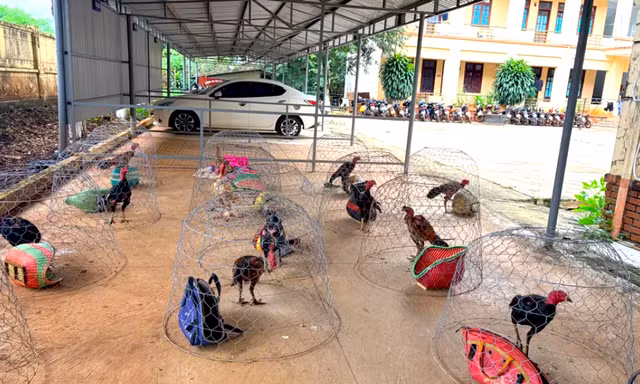 Triệt phá trường gà lớn ở Gia Lai, bắt giữ 31 đối tượng 