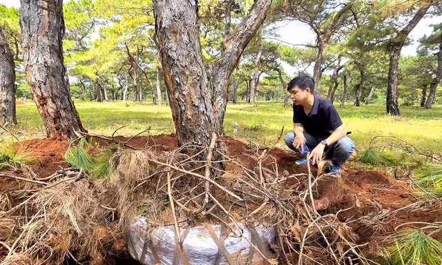 Rừng thông dáng bonsai ở Gia Lai liên tục bị đào trộm, phá hoại