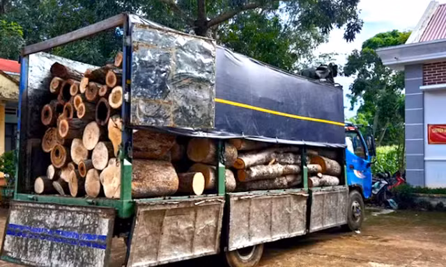 Công an phát hiện 451 thân gỗ bị cưa hạ trong rừng từ đầu mối chiếc xe tải 