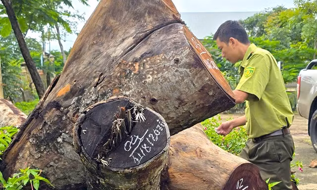 Kiểm điểm vụ hàng cây xà cừ bị cưa hạ bất thường