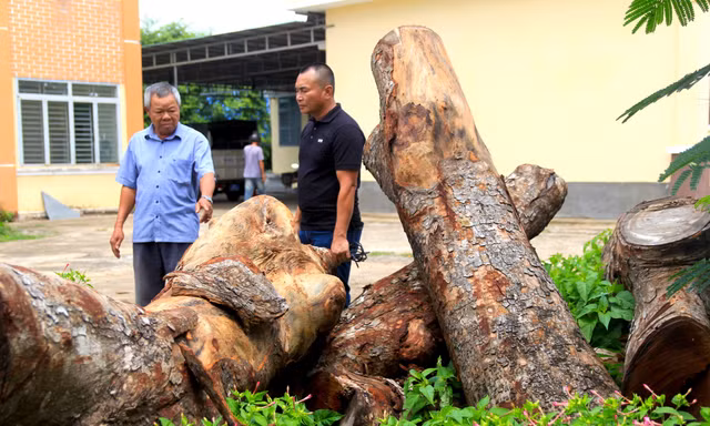 Vụ cưa hàng xà cừ tại trụ sở xã: Gỗ tại hiện trường không trùng với gốc cây