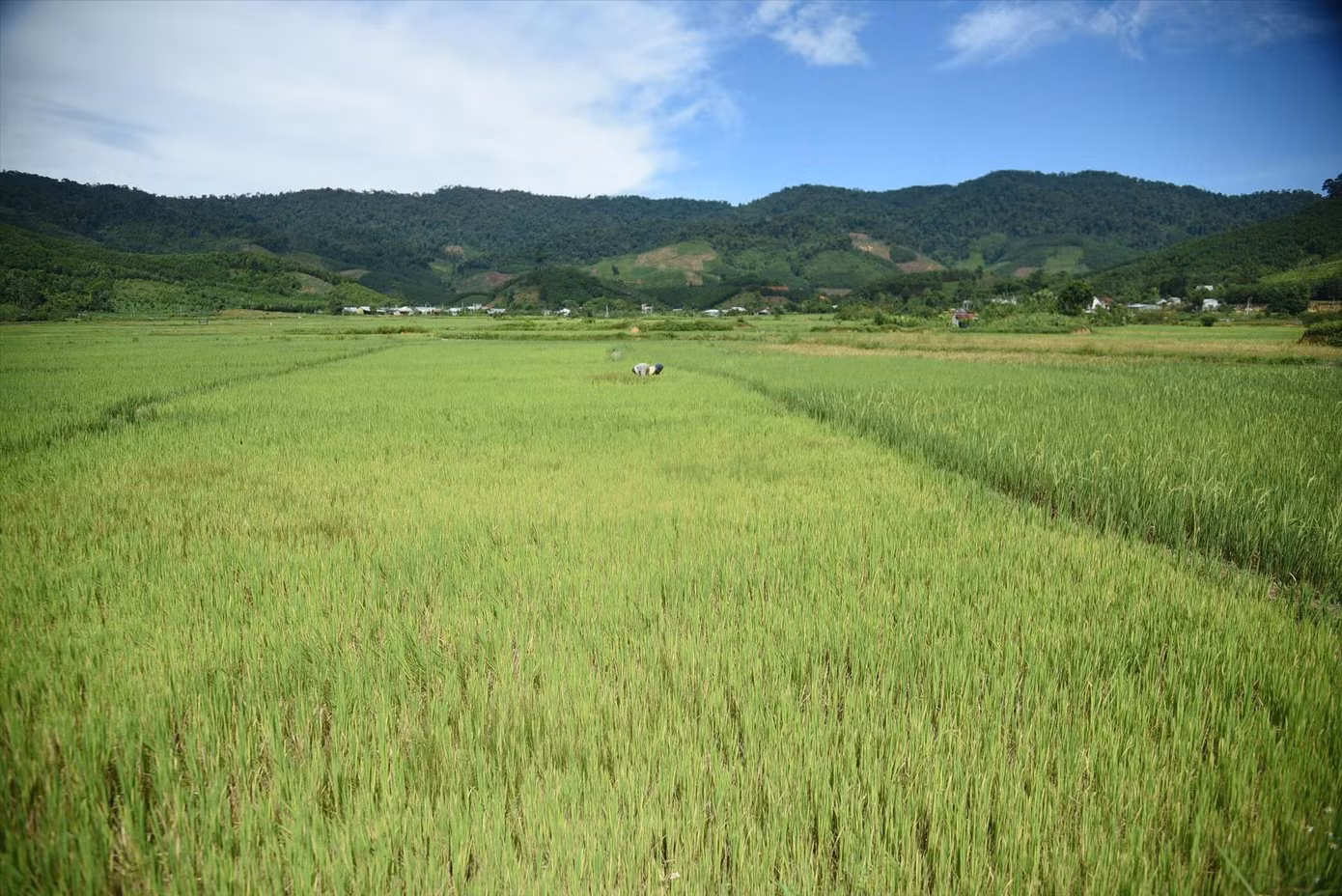 anh-1-canh-dong-thon-2-phuoc-nang.jpg