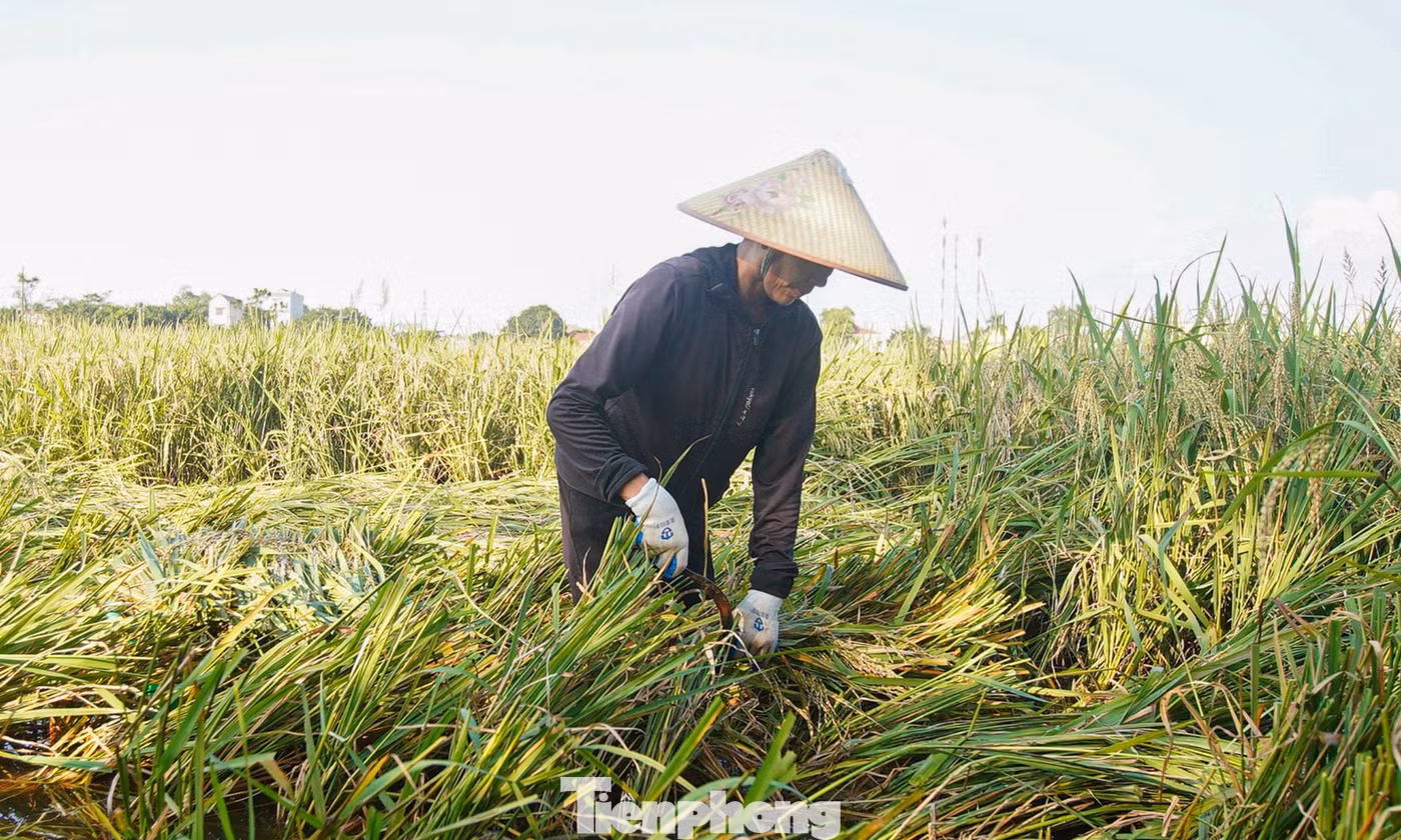 Nông dân Hà Nội chạy đua cứu lúa giữa đồng ngập nước