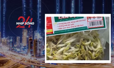 NHỊP SỐNG 24: 'Nước kẹo' trong gần 3000 tấn giá đỗ vừa bị phát hiện là gì?