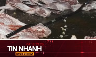 TIN NHANH: Cá biển có màu đỏ; Lời khai của các đối tượng giết mổ, tiêu thụ lợn bệnh