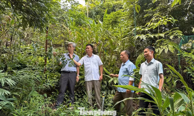 Tìm hướng đưa cây dược liệu thành sinh kế mới tại vùng cao Lào Cai