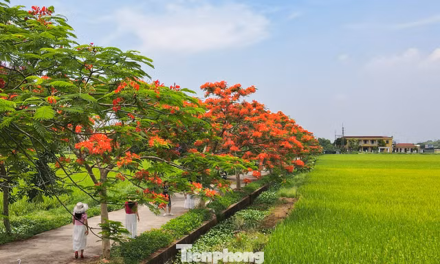 Check-in đường hoa đẹp như phim ở Bắc Ninh