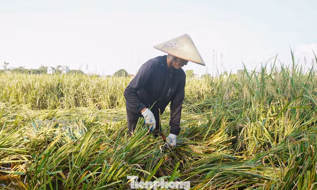 Nông dân Hà Nội chạy đua cứu lúa giữa đồng ngập nước