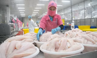 Xuất khẩu cá tra thu về hơn 1,5 tỷ USD
