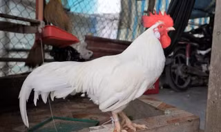 Lạ kỳ chú gà chỉ ăn gạo lứt, thích ngủ võng ở Đồng Tháp