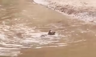 VIDEO: Mất cảnh giác, ngựa vằn bị cá sấu tóm gọn