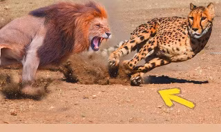 Báo cheetah nhận cái kết thảm trong hàm sư tử