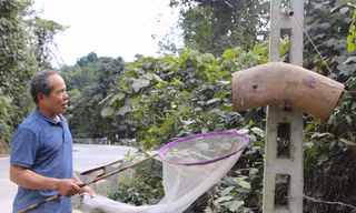 Ngược ngàn rong ruổi săn ong rừng