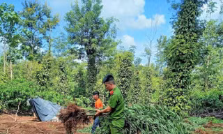 Một hộ dân ở Đắk Lắk trồng cây cần sa trong rẫy