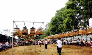 Hơn 300 chú chào mào thi hót