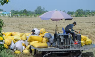 Biện pháp mạnh xử lý nạn 'bỏ kèo', phá giá lúa gạo 