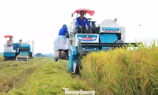 Bất ngờ Đề án 1 triệu ha lúa chất lượng cao, phát thải thấp 
