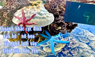 Xem san hô 'nở hoa' và mùa lưới vây đặc sắc ở Việt Nam