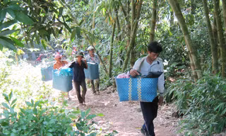 Mười lăm ngày nữa mới thông đường lên núi Cấm