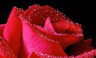 Valentine và ý nghĩa các loài hoa