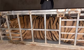 Phát hiện ô tô vận chuyển cá thể hổ nặng 235kg