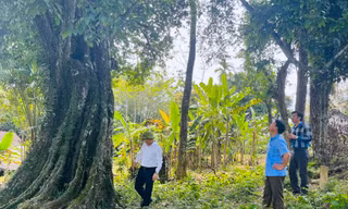 Cây thị cổ thụ thời khởi nghĩa Lam Sơn được công nhận là cây di sản