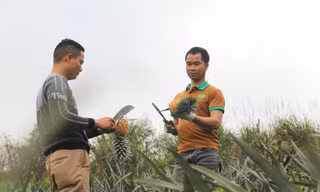 Rời công việc thuyền trưởng với mức lương khá để về làm nông